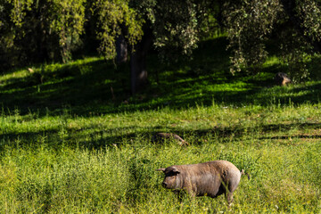 Herd of Iberian pigs, Sus scrofa domestica, Sierra Morena, Sierra Norte de Sevilla, province of Seville, Andalusia