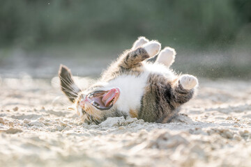 pretty calico cat kitty feline in the sand with beautiful sand being happy rolling
