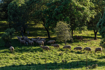 Herd of Iberian sheep, Sierra Morena, Sierra Norte de Sevilla, province of Seville, Andalusia