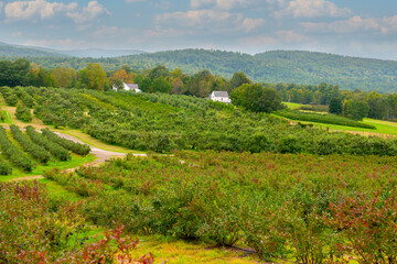   Farm in the green mountains. Rows of blueberry bushes and an apple orchard.