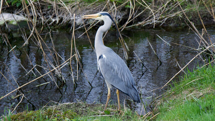 great blue heron