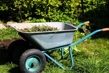 metal garden wheelbarrow full of weeds after cleaning the garden