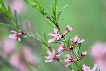 on a green blurred background, a beautiful bush with new leaves and pink flowers close-up