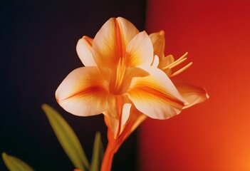 Fototapeta premium Close up flor de lirio el arte del ikebana flower concept