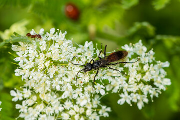 beetle on a flower