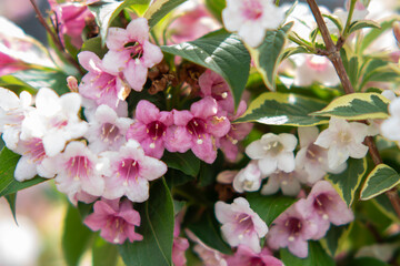 Weigela pink flower,pink and white flowers,Bush blooming with pink flowers, nature, summer. Plants in the garden,Weigela florida 'Suzanne'
