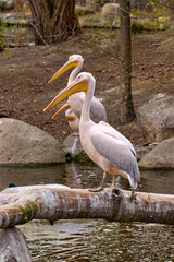 a white pelican sitting on a fallen tree