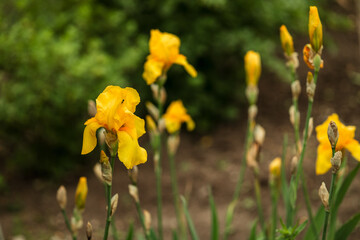 Beautiful yellow iris flowers grow in the garden. Close-up of an iris flower on a blurred green natural background.