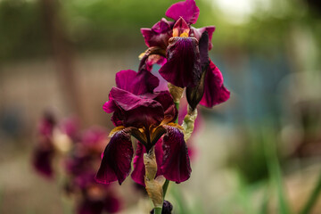 Beautiful burgundy iris flowers grow in the garden. Close-up of an iris flower on a blurred green natural background. Full bloom trend. © Shkriabii
