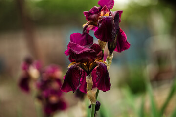 Beautiful burgundy iris flowers grow in the garden. Close-up of an iris flower on a blurred green natural background.