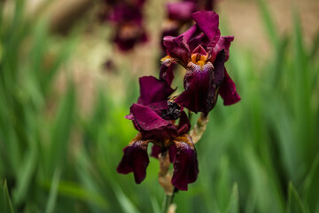 Beautiful purple iris flowers grow in the garden. Close-up of an iris flower on a blurred green natural background.
