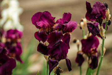 Beautiful purple iris flowers grow in the garden. Close-up of an iris flower on a blurred green natural background