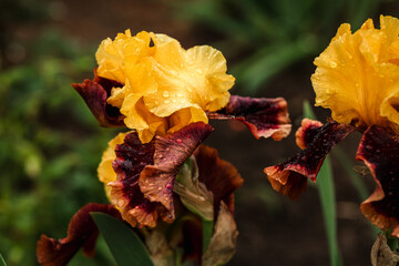 Close-up of yellow-brown iris flowers. Raindrops on flowers.