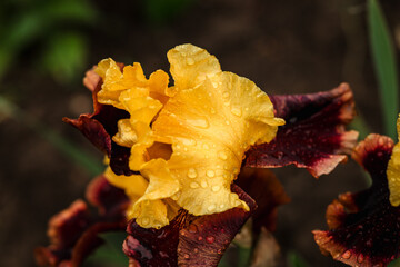Close-up of yellow-brown iris flowers. Raindrops on flowers