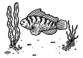 Naklejka premium fish and algae sea plants sketch engraving PNG illustration. T-shirt apparel print design. Scratch board imitation. Black and white hand drawn image.