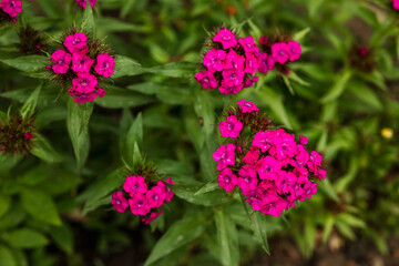 Crimson turkish carnation flower in the garden