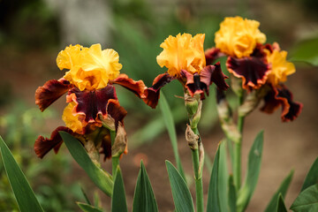 Yellow-brown blooming iris close-up against the backdrop of a green garden. Sunny day. Lots of irises. Large cultivated flower of bearded iris (Iris germanica).