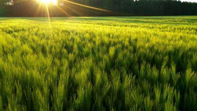 Wheat field in the sunset. Drone flight over ripening grain. Organic farming in Central Europe. Production of food and biomass for sustainable management.
