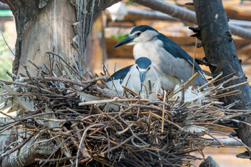 Black-crowned night heron commonly shortened to just night-heron in Eurasia