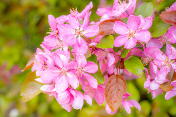 Vibrant close-up of pink decorative apple flowers in full bloom, showcasing delicate petals and stamens with a soft-focus background.