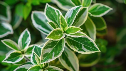 Close up of the shrub s variegated leaves against a natural backdrop