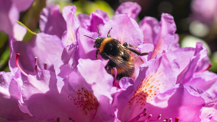 Nature background with bee on pink azaleas