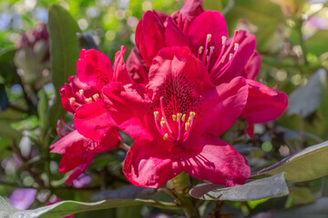 Fototapeta premium Nature background with red azaleas