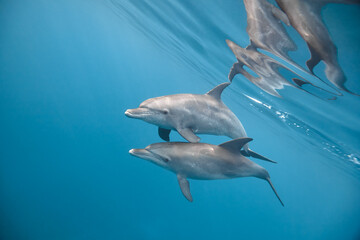 Common bottlenose dolphin tursiops truncatus underwater