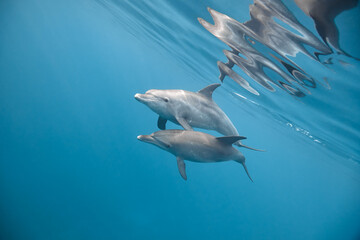 Common bottlenose dolphin tursiops truncatus underwater