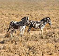 Zebra, wildlife and safari with animals in natural habitat or savannah with black and white stripes in nature. Outdoor group of stallions or mares together on field, grass or open land in wilderness