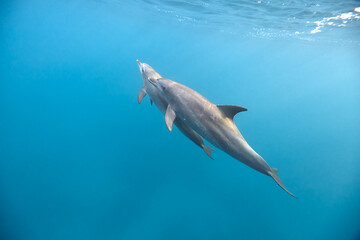 Fototapeta premium Common bottlenose dolphin tursiops truncatus underwater
