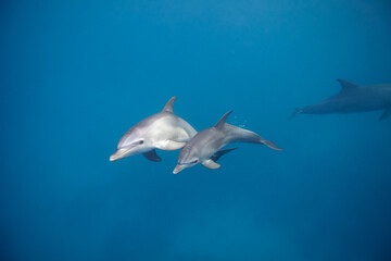 Common bottlenose dolphin tursiops truncatus underwater