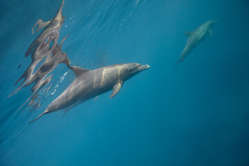 Common bottlenose dolphin tursiops truncatus underwater