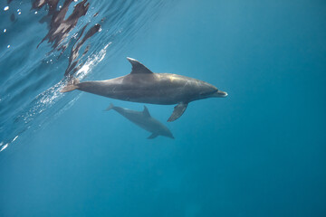 Obraz premium Common bottlenose dolphin tursiops truncatus underwater