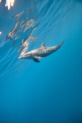Naklejka premium Common bottlenose dolphin tursiops truncatus underwater