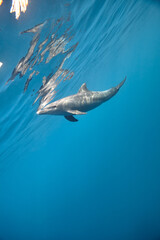 Common bottlenose dolphin tursiops truncatus underwater