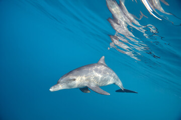 Naklejka premium Common bottlenose dolphin tursiops truncatus underwater