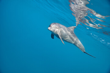 Naklejka premium Common bottlenose dolphin tursiops truncatus underwater