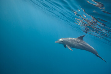 Fototapeta premium Common bottlenose dolphin tursiops truncatus underwater