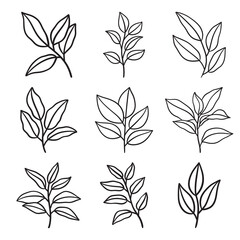 Set of branch and leaves vector