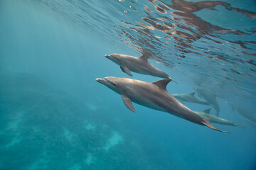 Common bottlenose dolphin tursiops truncatus underwater