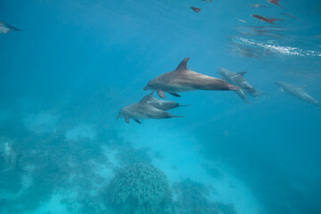 Obraz premium Common bottlenose dolphin tursiops truncatus underwater