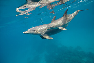 Fototapeta premium Common bottlenose dolphin tursiops truncatus underwater