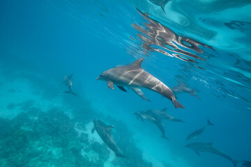 Fototapeta premium Common bottlenose dolphin tursiops truncatus underwater