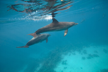 Obraz premium Common bottlenose dolphin tursiops truncatus underwater