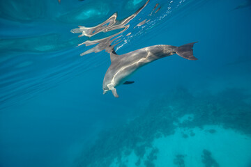 Common bottlenose dolphin tursiops truncatus underwater