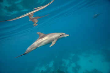 Common bottlenose dolphin tursiops truncatus underwater