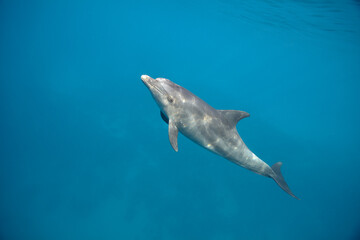 Fototapeta premium Common bottlenose dolphin tursiops truncatus underwater