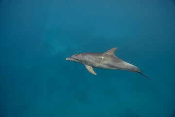 Fototapeta premium Common bottlenose dolphin tursiops truncatus underwater