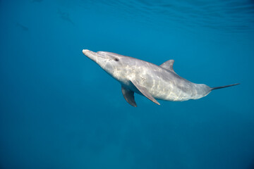 Fototapeta premium Common bottlenose dolphin tursiops truncatus underwater